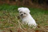 BICHON MALTAIS 154